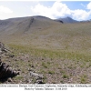 boloria caucasica daghestan biotope